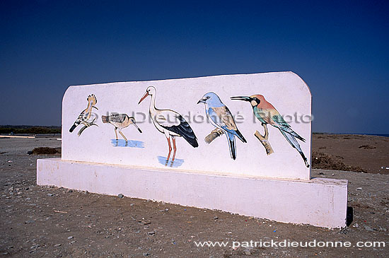 Liwa. Birdwatching site - Site ornithologique à Liwa, Oman (OM10253)