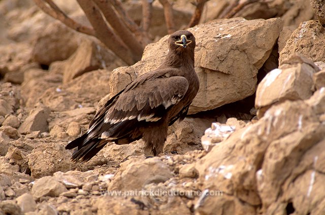 Steppe Eagle (Aquila nipalensis) - Aigle des Steppes (10971)