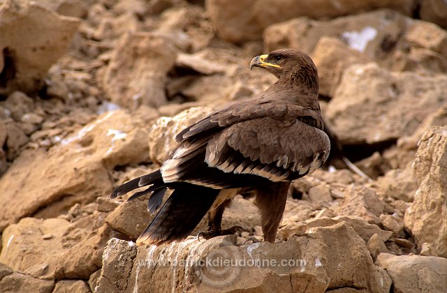Steppe Eagle (Aquila nipalensis) - Aigle des Steppes (10972)
