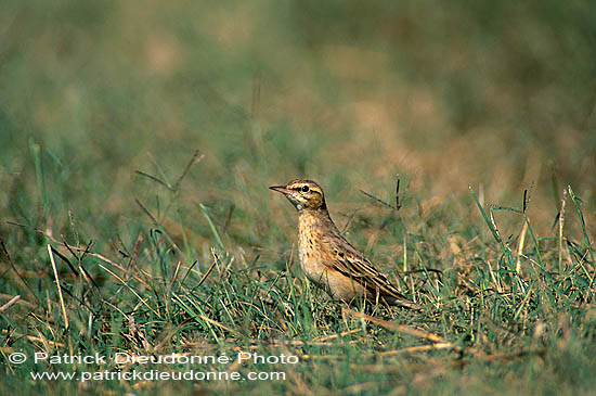Tawny Pipit (Anthus campestris) - Pipit rousseline  11105