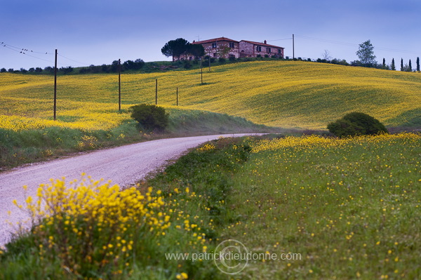 Rapeseed fields, Tuscany - Colza et arbres, Toscane - it01308