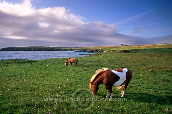 Shetland pony, Shetland - Poney des Shetland, Ecosse  13771