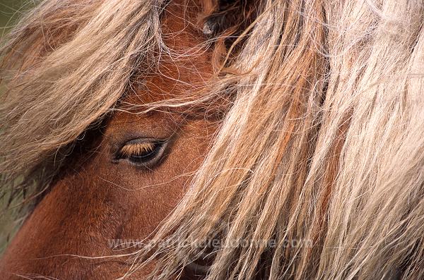 Shetland pony, Shetland - Poney des Shetland, Ecosse  13788