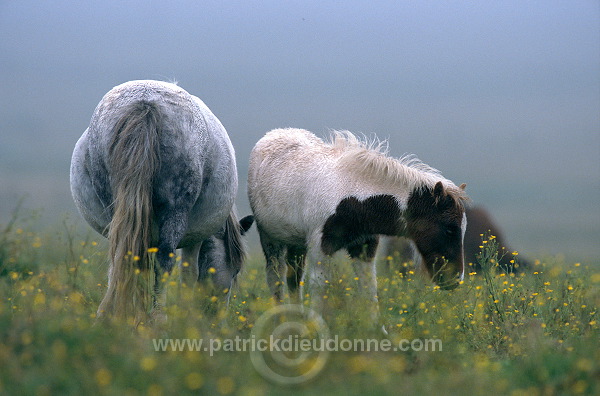 Shetland pony, Shetland - Poney des Shetland, Ecosse  13791