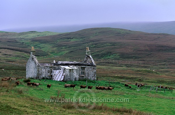 Shetland sheep, Mainland, Shetland, Scotland -  Mouton, Shetland  13874