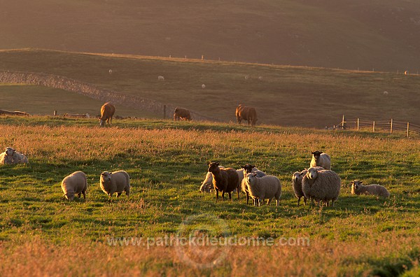 Shetland sheep, Fair Isle, Shetland, Scotland -  Mouton, Shetland  13898
