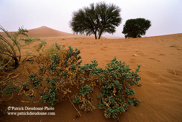 Vegetation in the desert, Namibia - Plantes du desert, Namibie 14371
