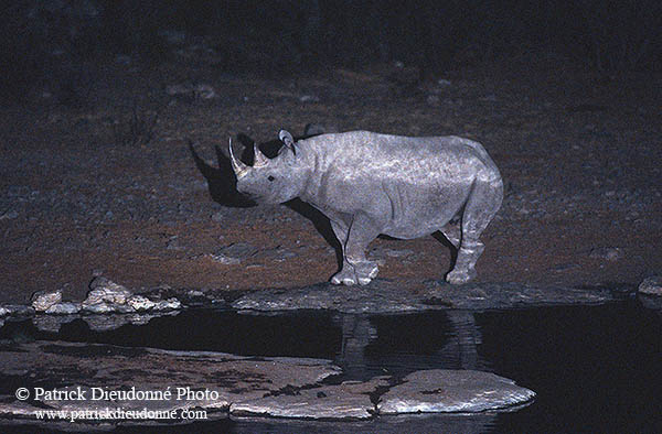 Rhinoceros (Black), Etosha NP, Namibia  -  Rhinoceros noir  14992