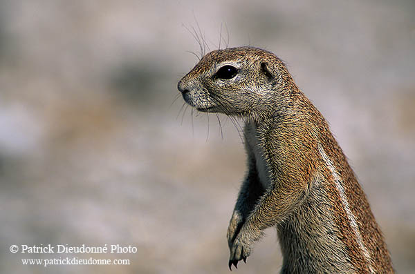 Ground Squirrel, Etosha NP, Namibia - Ecureuil fouisseur du Cap  15043