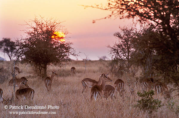 Impalas, S. Africa, Kruger NP -  Impalas  14810