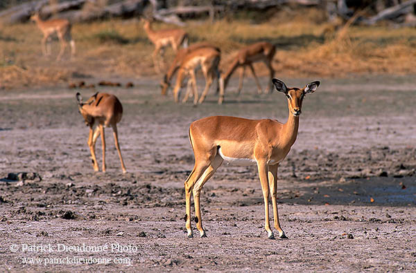 Impalas, Moremi reserve, Botswana - Impala  14819