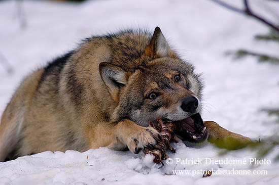 Loup d'Europe - European Wolf - 16691