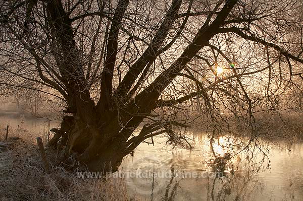Arbre, soleil levant, Meuse en hiver, Meuse, Lorraine, France - FME075