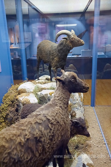 Sheep, extinct breed, Faroe islands - Mouton, race eteinte, iles Feroe - FER620