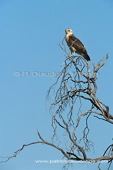 Blackbreasted Snake Eagle (Circaetus pectoralis, juv.) - Circaète à poitrine noire (juv), Afrique du sud (saf-bir-0508)
