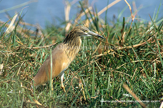 Squacco Heron (Ardeola ralloides) - Heron crabier, Okavango, Botswana (saf-bir-0217)