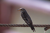 Spotted flycatcher (Muscicapa striata) - Gobemouche gris 11089
