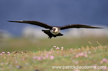 A Artic skua (Stercorarius skua) in flight - Labbe parasite en vol 11763