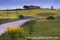Rapeseed fields, Tuscany - Colza et arbres, Toscane - it01308