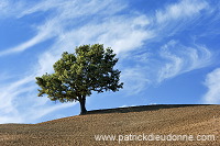 Lone tree, Tuscany - Arbre solitaire, Toscane - it01485