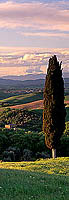 Tuscany, Cypress tree, Val d'Asso  - Toscane, Val d'Asso  12688