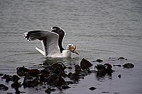 Gull (Great Black-backed) (Larus marinus) - Goéland marin 11810