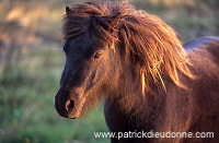 Shetland pony, Shetland - Poney des Shetland, Ecosse  13760