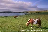 Shetland pony, Shetland - Poney des Shetland, Ecosse  13766