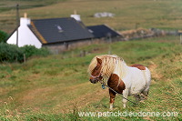 Shetland pony, Shetland - Poney des Shetland, Ecosse  13773