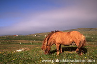 Shetland pony, Shetland - Poney des Shetland, Ecosse  13807