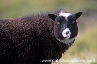 Shetland sheep, Shetland, Scotland -  Mouton, Shetland  13876