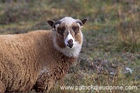 Shetland sheep, Shetland, Scotland -  Mouton, Shetland  13878