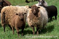 Shetland sheep, Shetland, Scotland -  Mouton, Shetland  13889