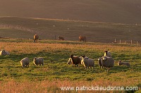 Shetland sheep, Fair Isle, Shetland, Scotland -  Mouton, Shetland  13898