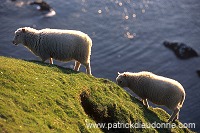 Shetland sheep, Hermaness, Shetland -  Mouton, Shetland  13900