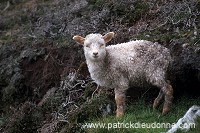 Shetland sheep, Shetland, Scotland -  Mouton, Shetland  13904