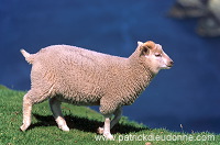 Shetland sheep, Hermaness, Shetland  -  Mouton, Shetland  13910