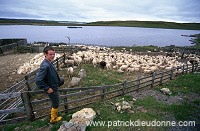 Sheep shearing, Shetland, Scotland - Tonte des moutons, Shetland   13944
