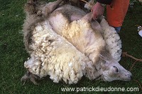 Sheep shearing, Shetland, Scotland - Tonte des moutons, Shetland  13948