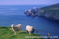 Shetland sheep, Shetland, Scotland. -  Mouton(s), Shetland  14012