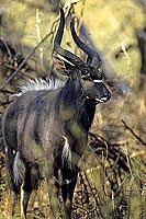 Nyala (Tragelaphus angasii), South Africa - Nyala (SAF-MAM-0154)