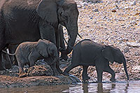 African Elephant, Etosha NP, Namibia - Elephant africain  14638