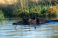Hippo, Moremi reserve, Botswana - Hippopotame   14756