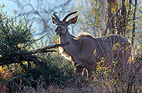 Greater Kudu, S. Africa, Kruger NP -  Grand Koudou  14847