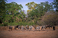 Zebra, Kruger NP, S. Africa - Zèbre  15167