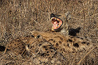 Spotted Hyaena, S. Africa, Kruger NP -  Hyène tachetée  14791
