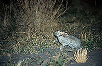 Scrub Hare, Botswana, Moremi reserve  -  Lièvre des buissons 14744