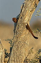 Mongoose (Slender), Etosha NP, Namibia -  Mangouste rouge  14932