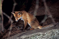 Renard roux - Red Fox  - 17016