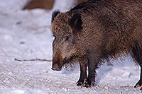 Sanglier - Wild Boar - 17054